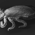 Electron Microscope image of a tick.