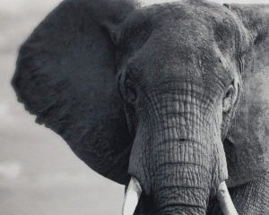Elefante by Andrea Zini (detail)